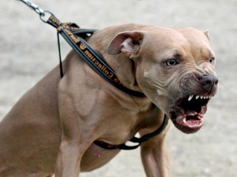 How to Prevent a Pitbull Dog Attack